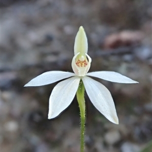 Caladenia fuscata at Point 4526 - 15 Sep 2020