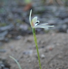 Caladenia fuscata at Point 4526 - 15 Sep 2020