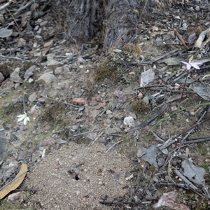 Caladenia fuscata at Point 4526 - 15 Sep 2020