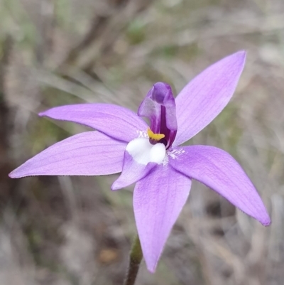 Glossodia major (Wax Lip Orchid) at Black Mountain - 17 Sep 2020 by shoko