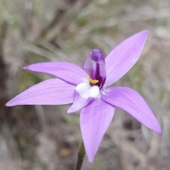Glossodia major (Wax Lip Orchid) at Molonglo Valley, ACT - 17 Sep 2020 by shoko