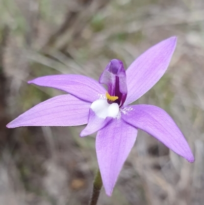 Glossodia major (Wax Lip Orchid) at Molonglo Valley, ACT - 17 Sep 2020 by shoko