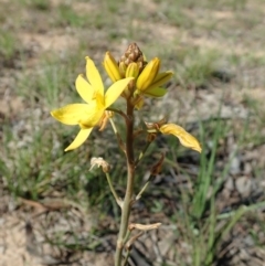 Bulbine bulbosa (Golden Lily) at Cook, ACT - 15 Sep 2020 by CathB