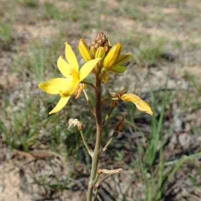 Bulbine bulbosa (Golden Lily) at Cook, ACT - 15 Sep 2020 by CathB