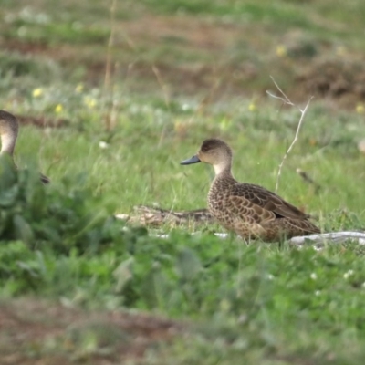 Anas gracilis (Grey Teal) at Mount Ainslie - 17 Sep 2020 by jb2602