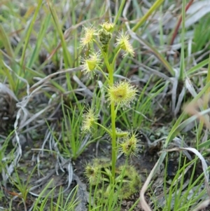 Drosera gunniana at Holt, ACT - 16 Sep 2020