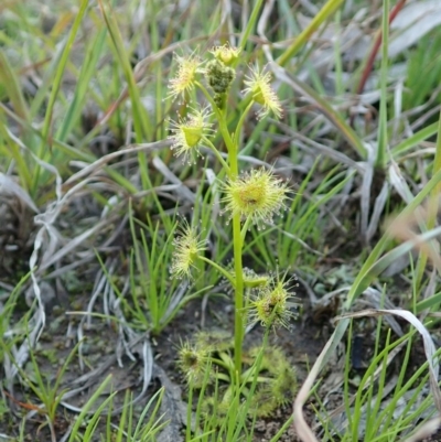 Drosera gunniana (Pale Sundew) at Holt, ACT - 16 Sep 2020 by CathB