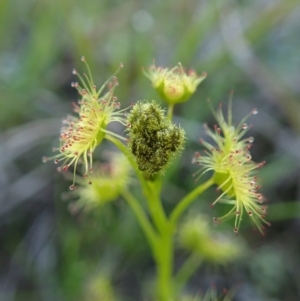 Drosera gunniana at Holt, ACT - 16 Sep 2020