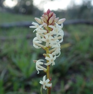 Stackhousia monogyna at Cook, ACT - 16 Sep 2020