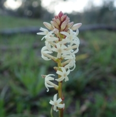 Stackhousia monogyna (Creamy Candles) at Cook, ACT - 16 Sep 2020 by CathB