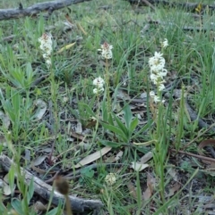 Stackhousia monogyna at Cook, ACT - 16 Sep 2020