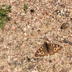 Junonia villida (Meadow Argus) at Namadgi National Park - 16 Sep 2020 by KMcCue