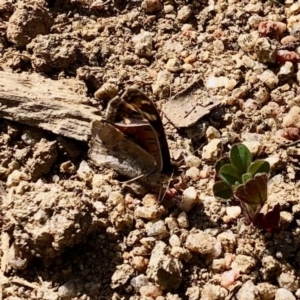 Junonia villida at Booth, ACT - 16 Sep 2020 02:03 PM