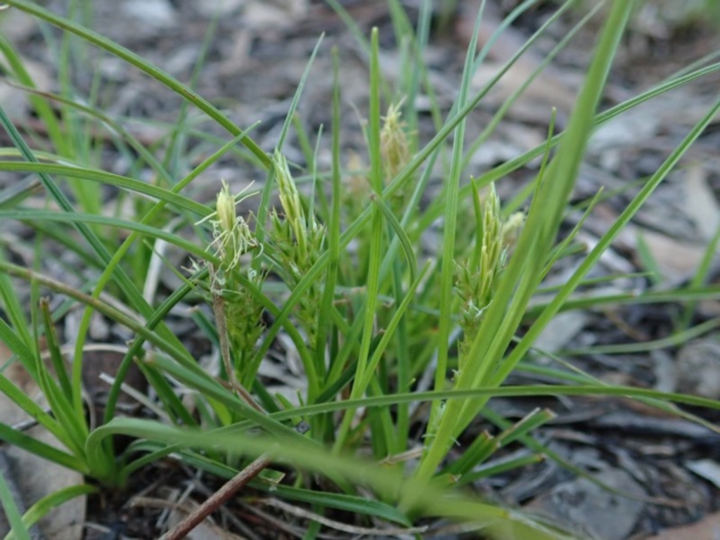 Carex breviculmis at Cook, ACT - 16 Sep 2020