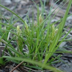 Carex breviculmis (Short-Stem Sedge) at Cook, ACT - 16 Sep 2020 by CathB