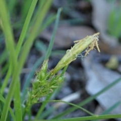 Carex breviculmis at Cook, ACT - 16 Sep 2020