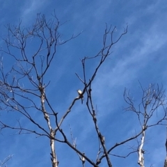 Cacomantis flabelliformis (Fan-tailed Cuckoo) at Namadgi National Park - 16 Sep 2020 by KMcCue