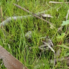 Isolepis (genus) (Club-rush) at Holt, ACT - 17 Sep 2020 by CathB