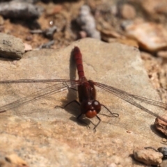 Diplacodes bipunctata (Wandering Percher) at Carwoola, NSW - 17 Sep 2020 by jb2602