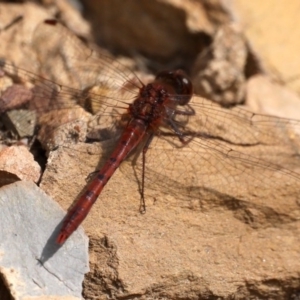 Diplacodes bipunctata at Carwoola, NSW - 17 Sep 2020