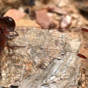 Diplacodes bipunctata at Carwoola, NSW - 17 Sep 2020