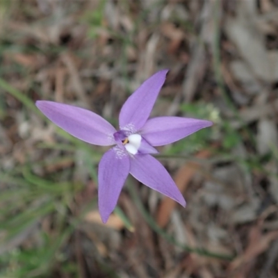 Glossodia major (Wax Lip Orchid) at Mount Painter - 17 Sep 2020 by CathB