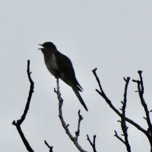 Cacomantis flabelliformis at Aranda, ACT - 18 Sep 2020