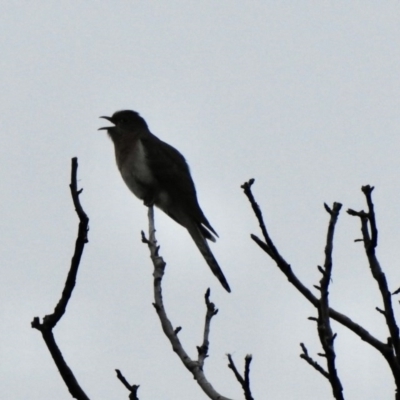 Cacomantis flabelliformis (Fan-tailed Cuckoo) at Aranda, ACT - 18 Sep 2020 by KMcCue
