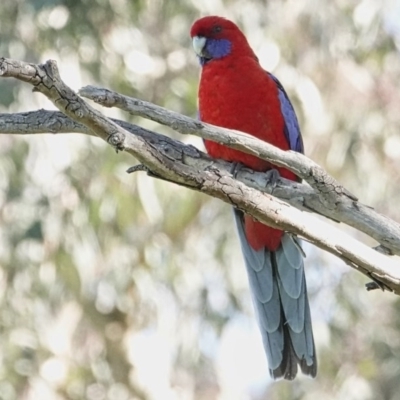 Platycercus elegans (Crimson Rosella) at Campbell, ACT - 17 Sep 2020 by MargD