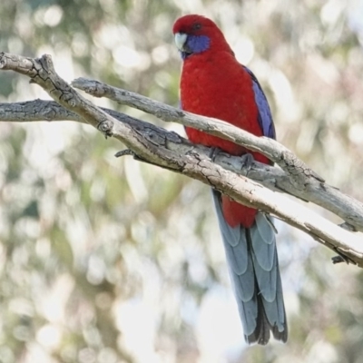 Platycercus elegans (Crimson Rosella) at Campbell, ACT - 16 Sep 2020 by MargD