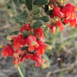 Grevillea alpina at Cook, ACT - 17 Sep 2020