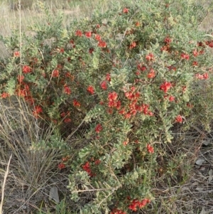 Grevillea alpina at Cook, ACT - 17 Sep 2020