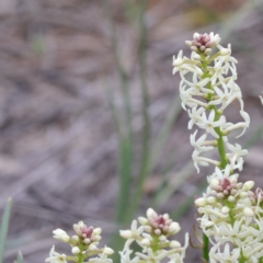 Stackhousia monogyna (Creamy Candles) at O'Connor, ACT - 18 Sep 2020 by ConBoekel