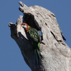 Platycercus eximius (Eastern Rosella) at Katoomba Park, Campbell - 16 Sep 2020 by MargD