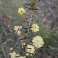 Acacia ulicifolia (Prickly Moses) at Mount Painter - 17 Sep 2020 by CathB