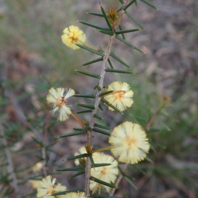 Acacia ulicifolia (Prickly Moses) at Mount Painter - 17 Sep 2020 by CathB