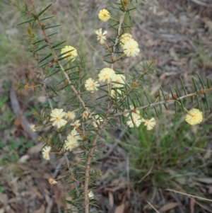 Acacia ulicifolia at Cook, ACT - 17 Sep 2020 03:55 PM