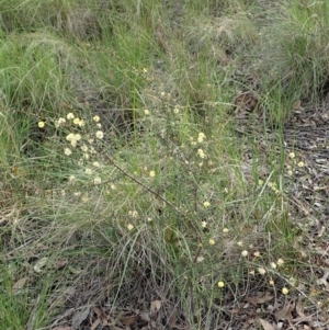 Acacia ulicifolia at Cook, ACT - 17 Sep 2020 03:55 PM