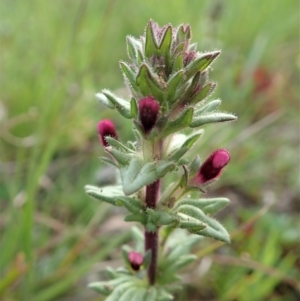 Parentucellia latifolia at Cook, ACT - 17 Sep 2020