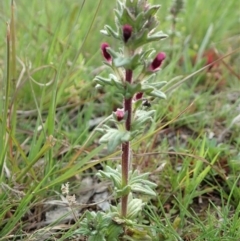 Parentucellia latifolia at Cook, ACT - 17 Sep 2020