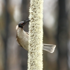 Philemon corniculatus (Noisy Friarbird) at Morton National Park - 17 Sep 2020 by Snowflake