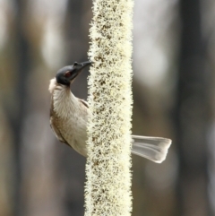 Philemon corniculatus (Noisy Friarbird) at Bundanoon - 18 Sep 2020 by Snowflake