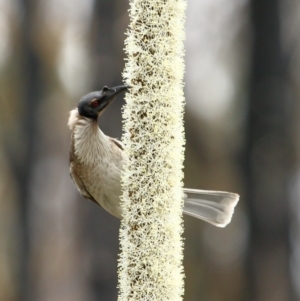 Philemon corniculatus at Bundanoon - 18 Sep 2020