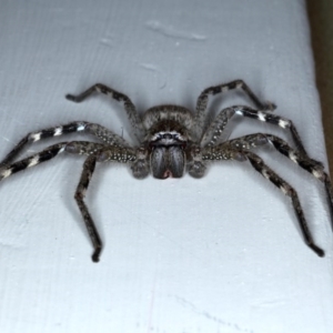 Neosparassus calligaster at Ainslie, ACT - 17 Sep 2020