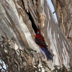 Platycercus elegans (Crimson Rosella) at Pialligo, ACT - 17 Sep 2020 by jb2602