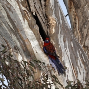 Platycercus elegans at Pialligo, ACT - suppressed