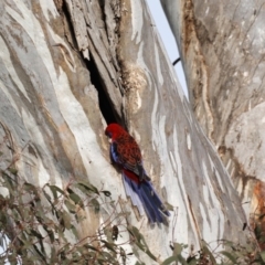 Platycercus elegans at Pialligo, ACT - suppressed