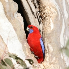 Platycercus elegans at Pialligo, ACT - suppressed