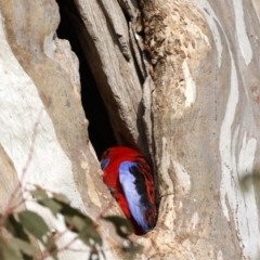 Platycercus elegans at Pialligo, ACT - suppressed