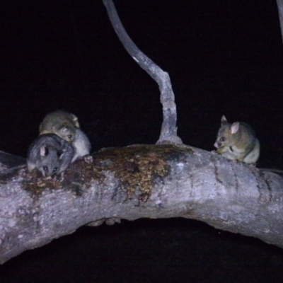 Trichosurus vulpecula (Common Brushtail Possum) at Rob Roy Range - 6 Sep 2020 by ChrisHolder